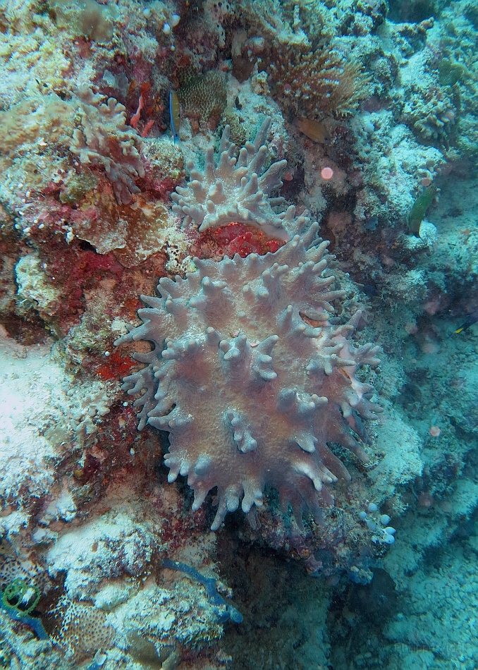 IMG_0676rf_Maldives_Madoogali_Plongee 6_Thoshigotihla_Corail dur.jpg